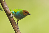 Image. Bay-headed Tanager