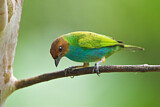 Image. Bay-headed Tanager