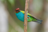 Image. Bay-headed Tanager