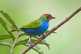 Image. Bay-headed Tanager