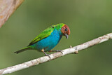 Image. Bay-headed Tanager