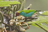 Image. Bay-headed Tanager