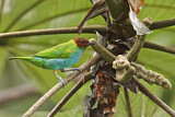 Image. Bay-headed Tanager