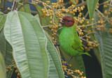 Image. Bay-headed Tanager
