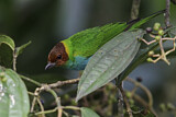 Image. Bay-headed Tanager