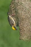 Image. Baya Weaver