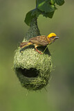 Image. Baya Weaver