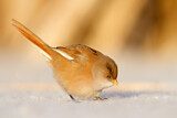 Image. Bearded Reedling