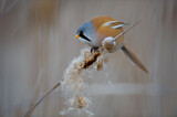 Image. Bearded Reedling