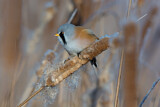 Image. Bearded Reedling