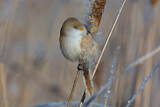 Image. Bearded Reedling