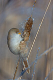 Image. Bearded Reedling