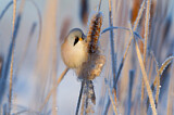 Image. Bearded Reedling