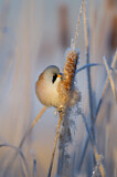 Image. Bearded Reedling