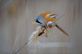 Image. Bearded Reedling