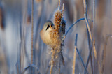 Image. Bearded Reedling