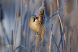 Image. Bearded Reedling