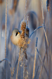 Image. Bearded Reedling