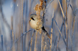 Image. Bearded Reedling