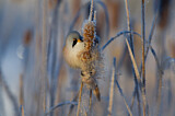Image. Bearded Reedling