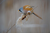 Image. Bearded Reedling