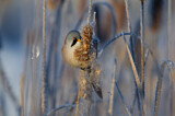 Image. Bearded Reedling