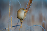 Image. Bearded Reedling