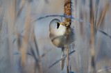 Image. Bearded Reedling