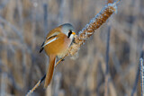 Image. Bearded Reedling