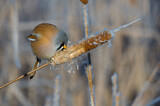 Image. Bearded Reedling