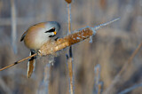 Image. Bearded Reedling