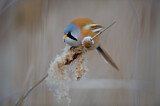 Image. Bearded Reedling