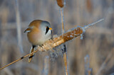 Image. Bearded Reedling