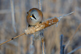 Image. Bearded Reedling