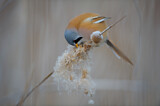 Image. Bearded Reedling