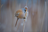 Image. Bearded Reedling