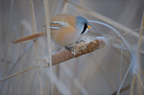 Image. Bearded Reedling