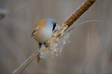 Image. Bearded Reedling