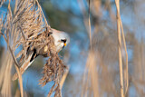 Image. Bearded Reedling