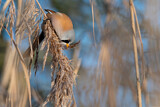 Image. Bearded Reedling