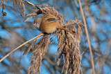 Image. Bearded Reedling