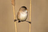 Image. Bearded Reedling
