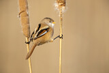 Image. Bearded Reedling
