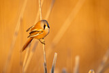 Image. Bearded Reedling