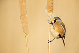 Image. Bearded Reedling