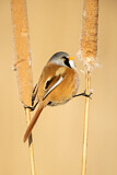 Image. Bearded Reedling