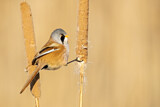 Image. Bearded Reedling