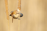 Image. Bearded Reedling