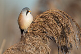 Image. Bearded Reedling