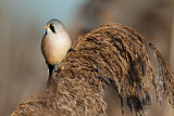 Image. Bearded Reedling